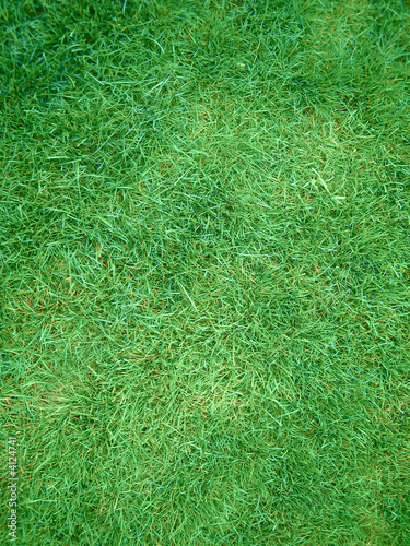 lawn from green herb