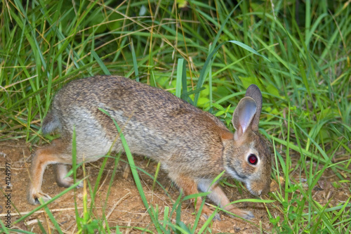 running rabbit © Guy Sagi