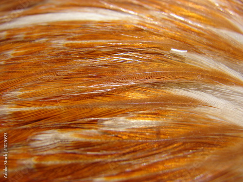 Фотография Feather