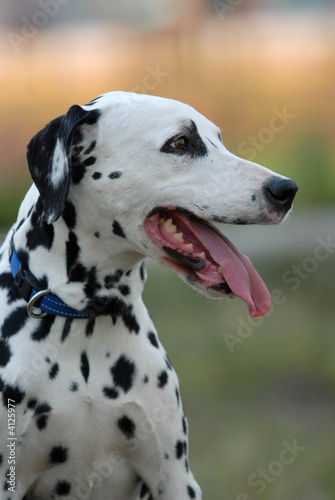  DALMATIAN © dogist