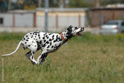   DALMATIAN