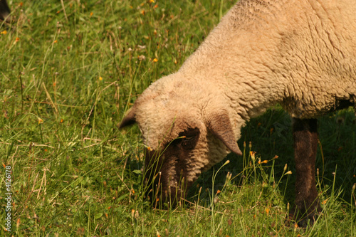Sheep © Desu Dekker