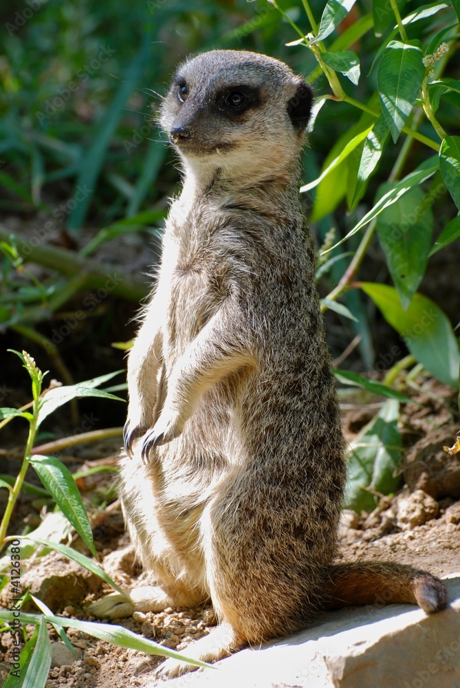 lemur lemur