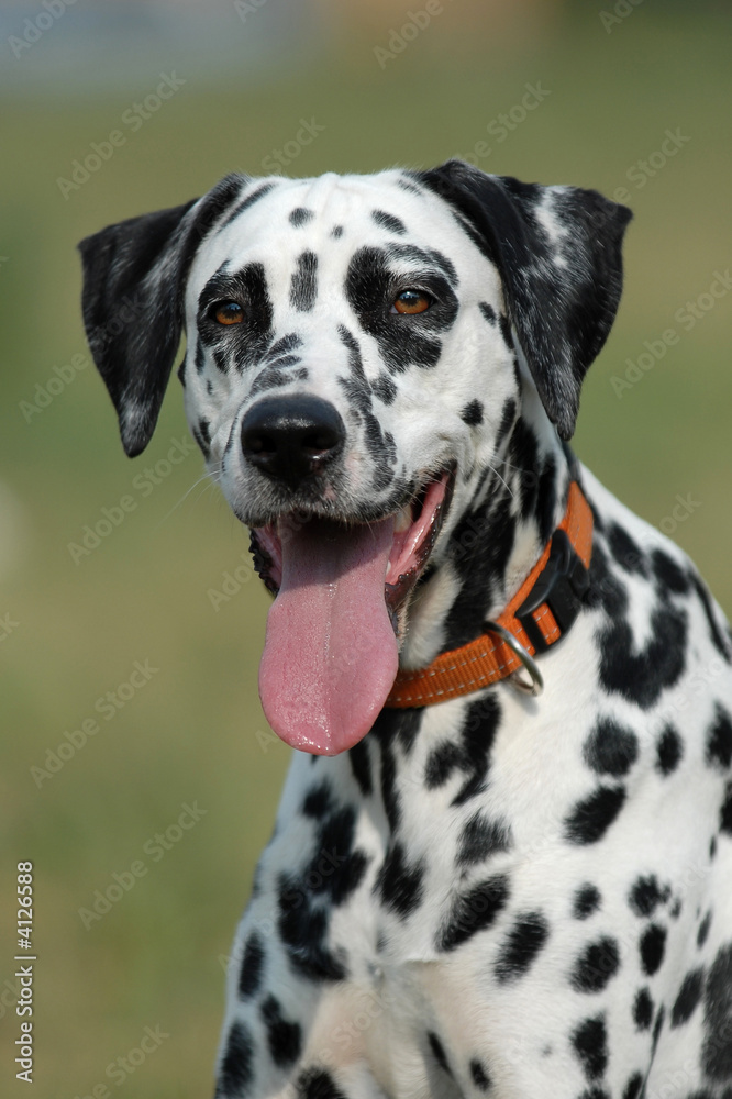   DALMATIAN