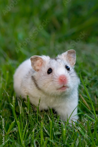White hamster © Szasz-Fabian Jozsef