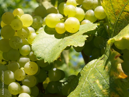 grappes de raisins blancs pour un vin de qualité