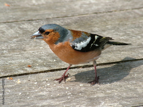 finch photo