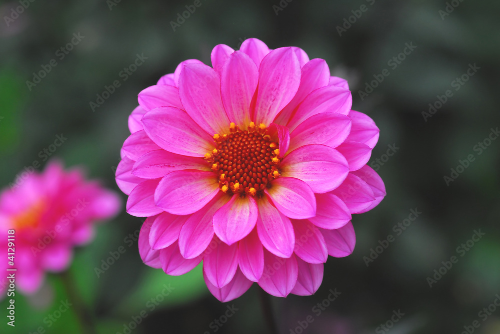pink flower pink flower