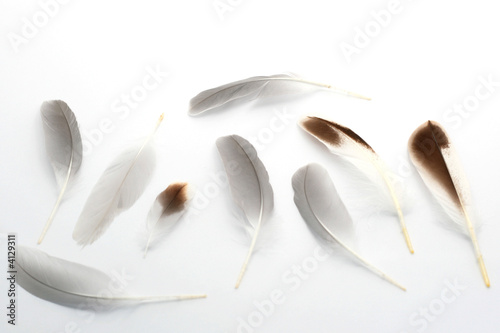 feathers-2