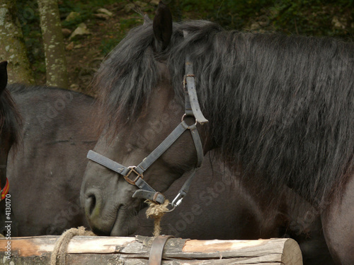 cheval merens