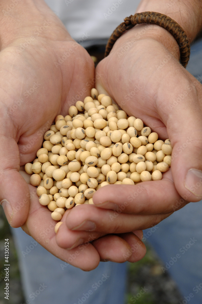 soybeans soybeans