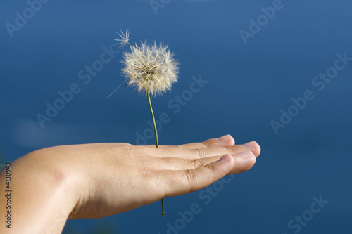 woman hand holding small dandelion flower