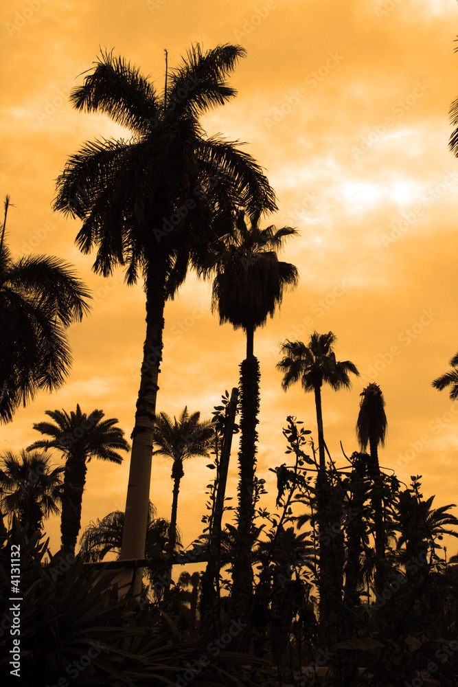 Obraz premium Dramatic Palm Trees Silhouette