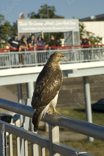 Vigilant Hawk