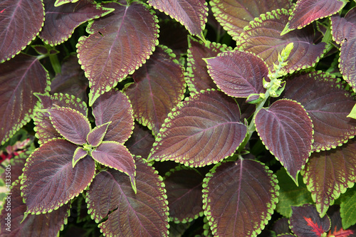 coleus foliage