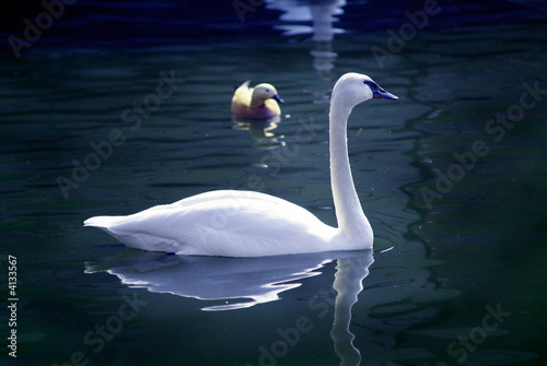 Swan in lake