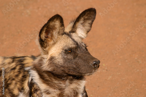 African wild dog (Lycaon pictus) © EcoView
