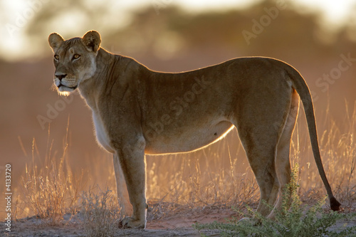 Canvas Print Backlit lioness (Panthera leo)