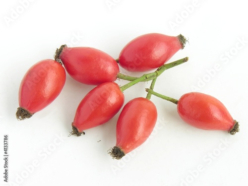 briar rose red fruits for jam