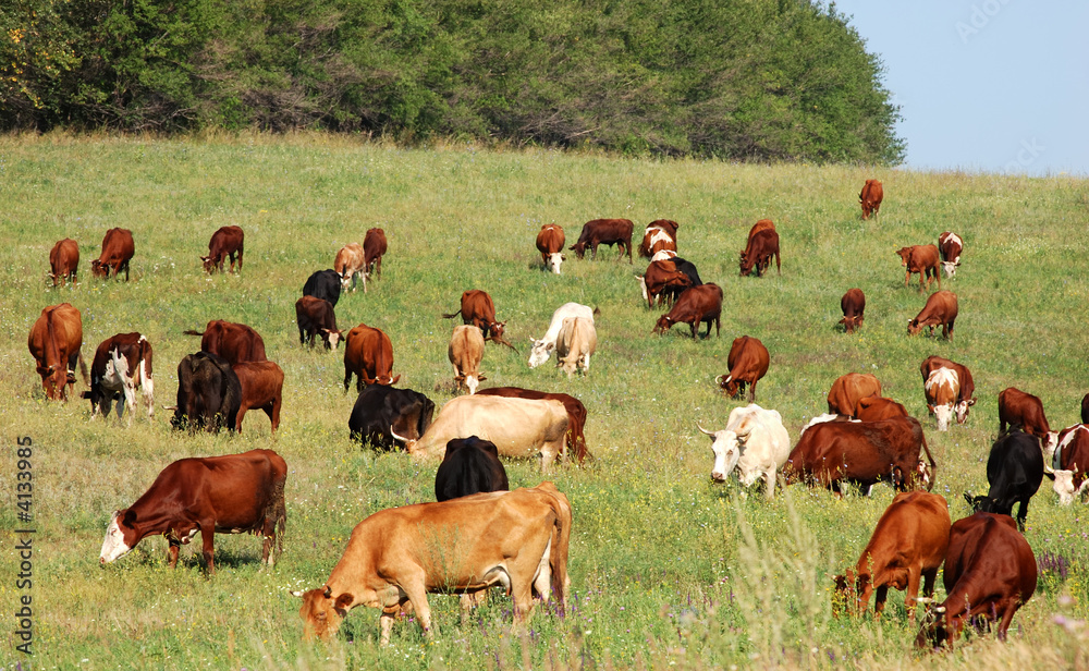 Fototapeta premium cow herd