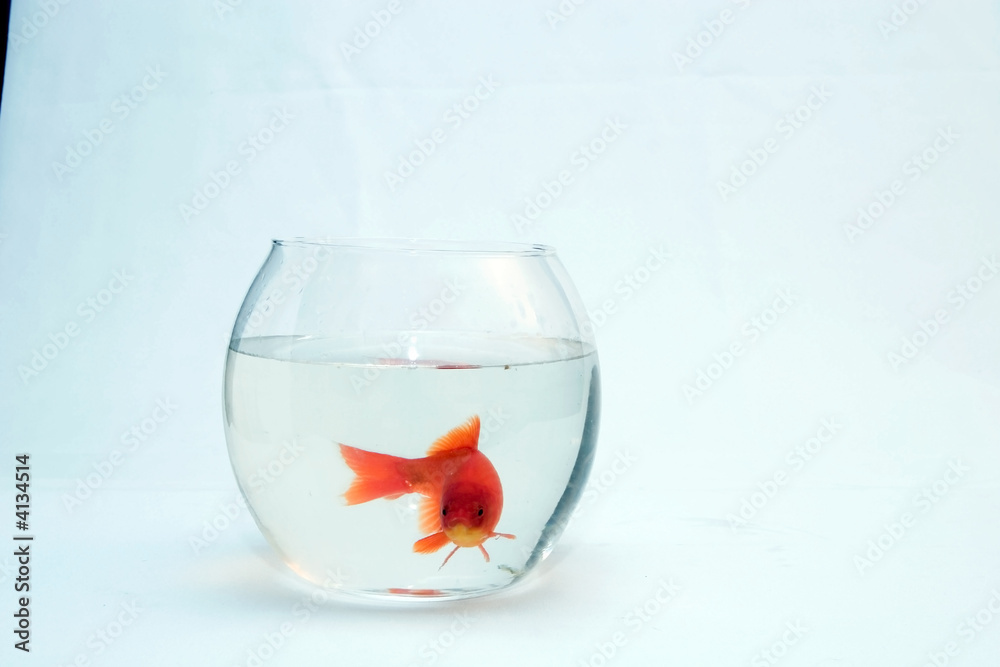 custom made wallpaper toronto digital Home cat and a gold fish.