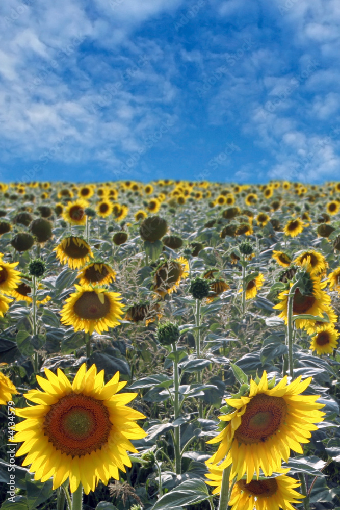 Fototapeta premium Gorgeous field of Sunflowers