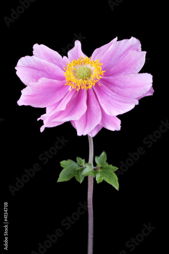 anemone