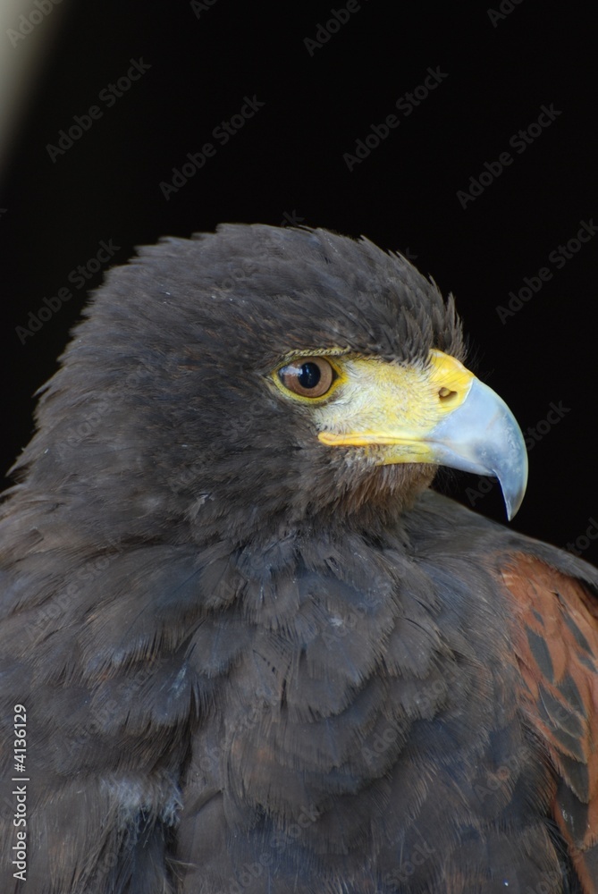Fototapeta premium eagle