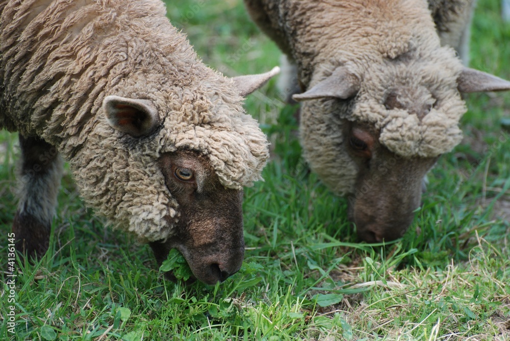 Obraz premium moutons