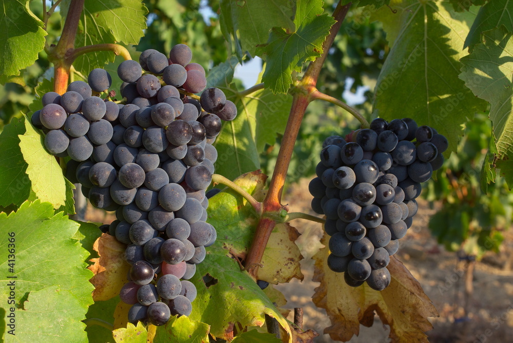 Fototapeta premium Grappes de raisins rouges dans la vigne