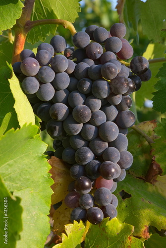 Grappe de raisins sur la vigne