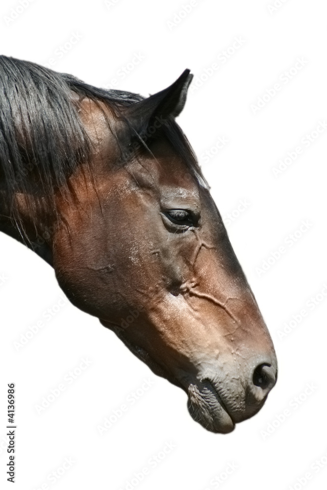 Horse Portrait