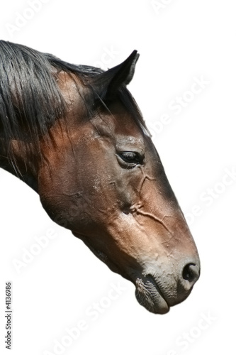 Horse Portrait