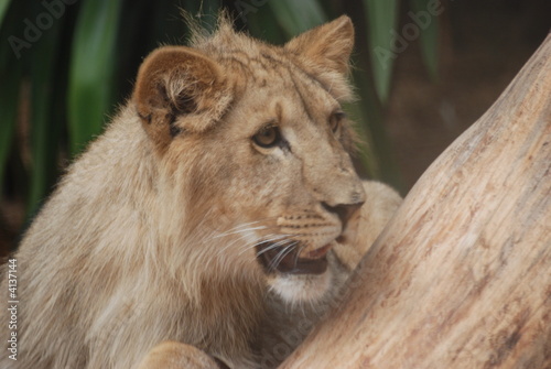 Fototapeta Naklejka Na Ścianę i Meble -  lionceau