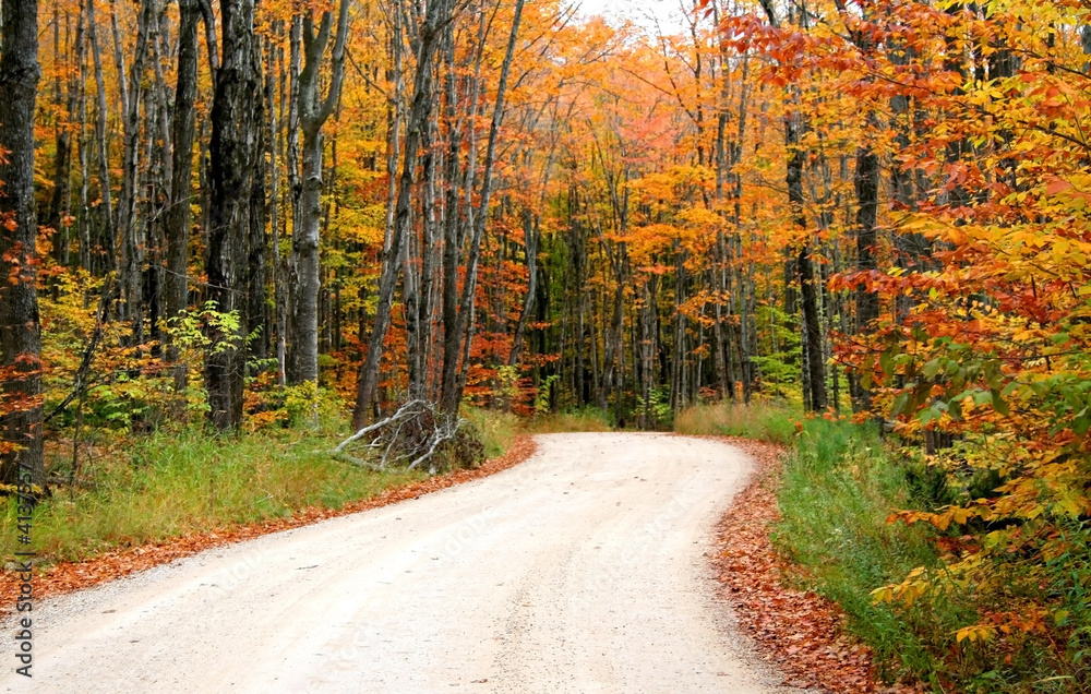 Road Through Autumn Trees