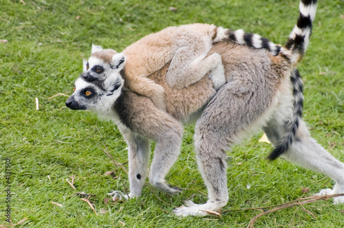 Lemur