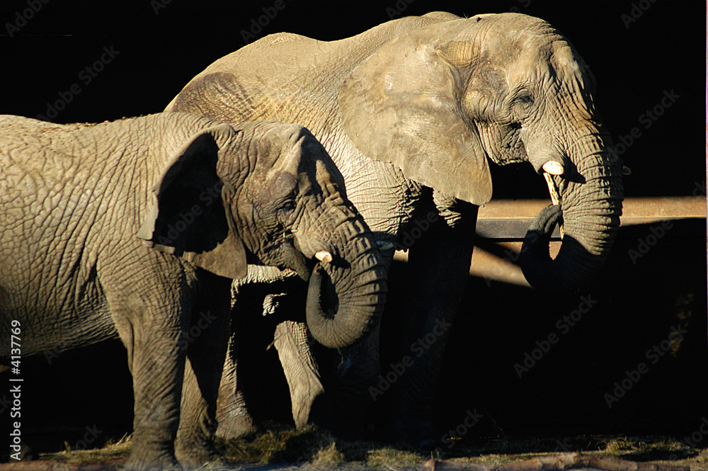 Fototapeta premium Elephants