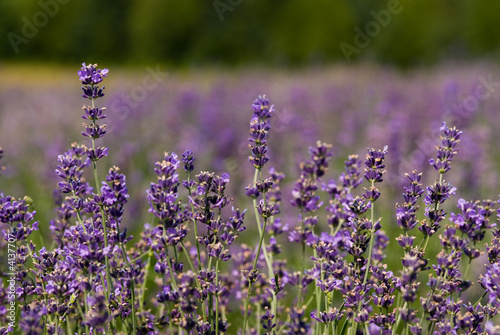 Closeup of lavender