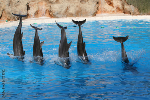 five dolphins jumping