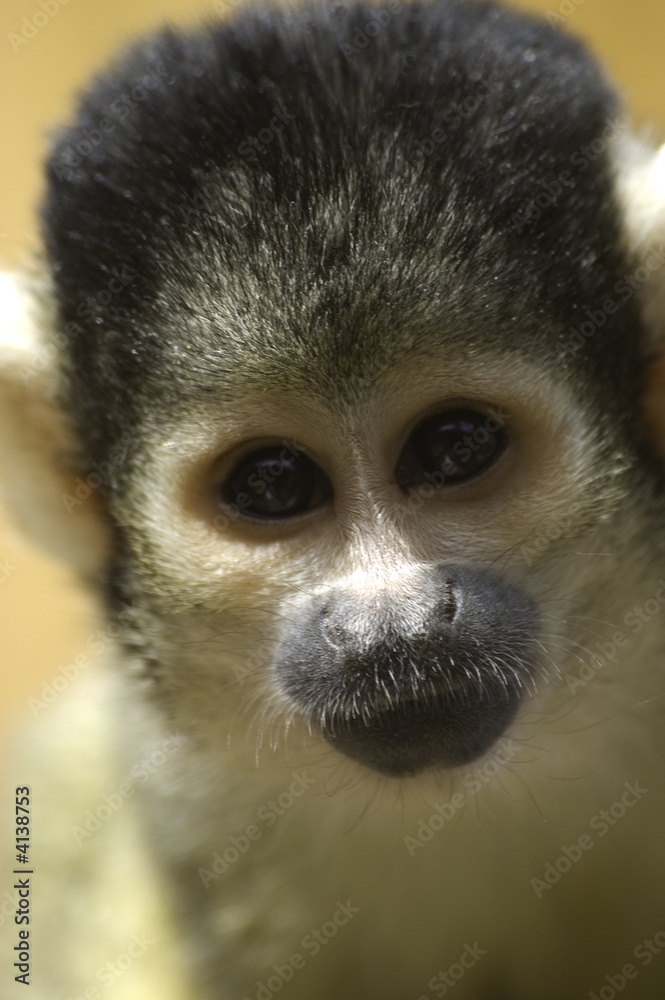 squirrel monkey