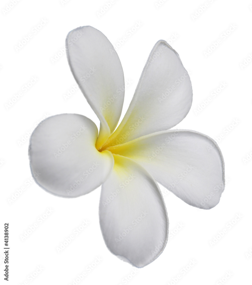 Obraz premium Fleur de frangipanier