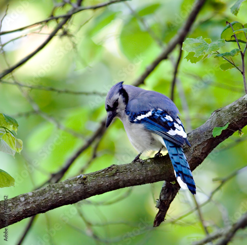 Blue Jay (5)