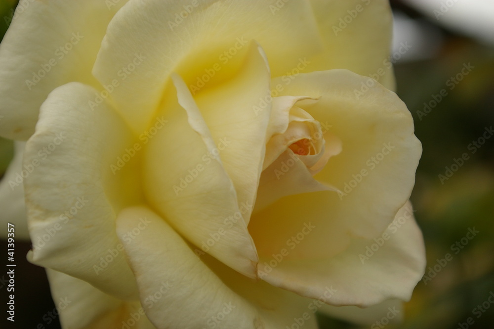 Fototapeta premium Weiße Rosenblüte