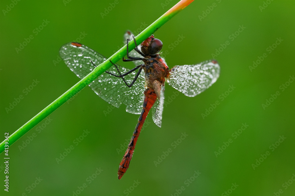  Blutrote Heidelibelle