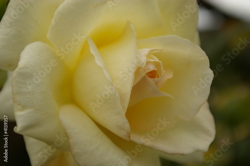 Weiße Rosenblüte