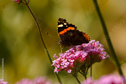 Принти на полотні Red Admiral Butterfly (Vanessa atalanta)