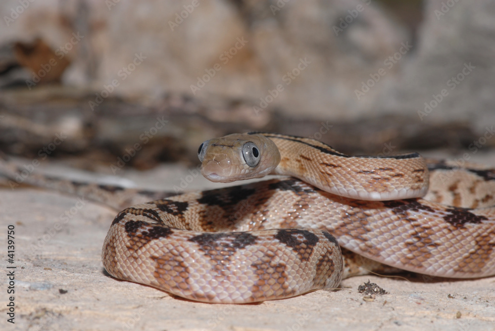 Fototapeta premium Trans Pecos Ratsnake