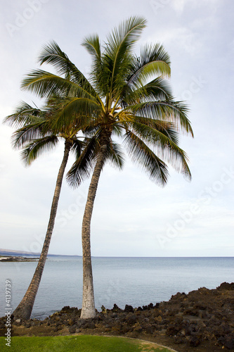 Hawaiian Palms and Beach