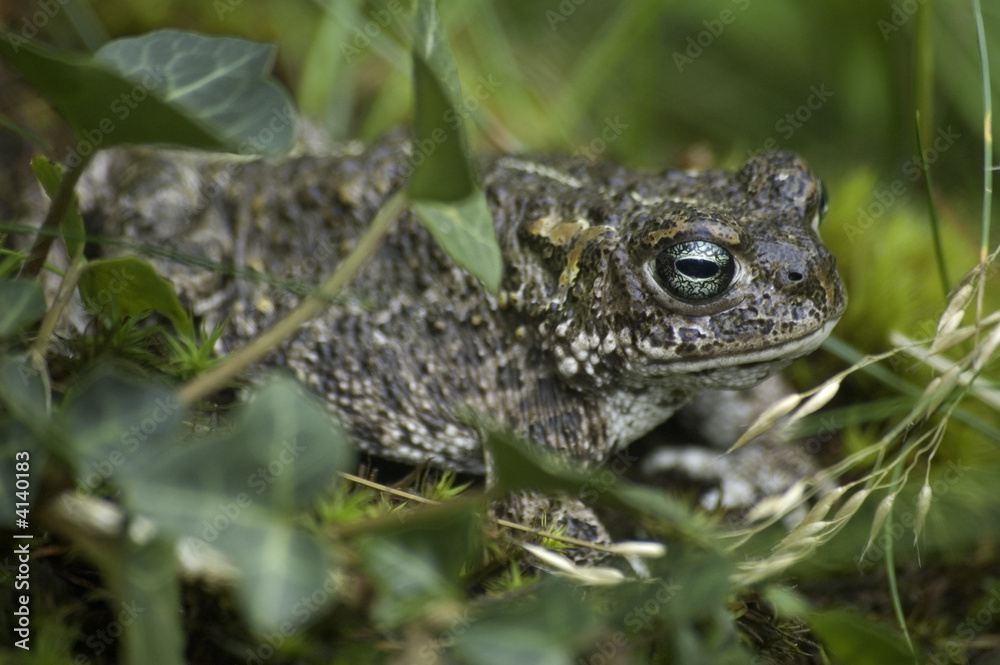 natterjack toad