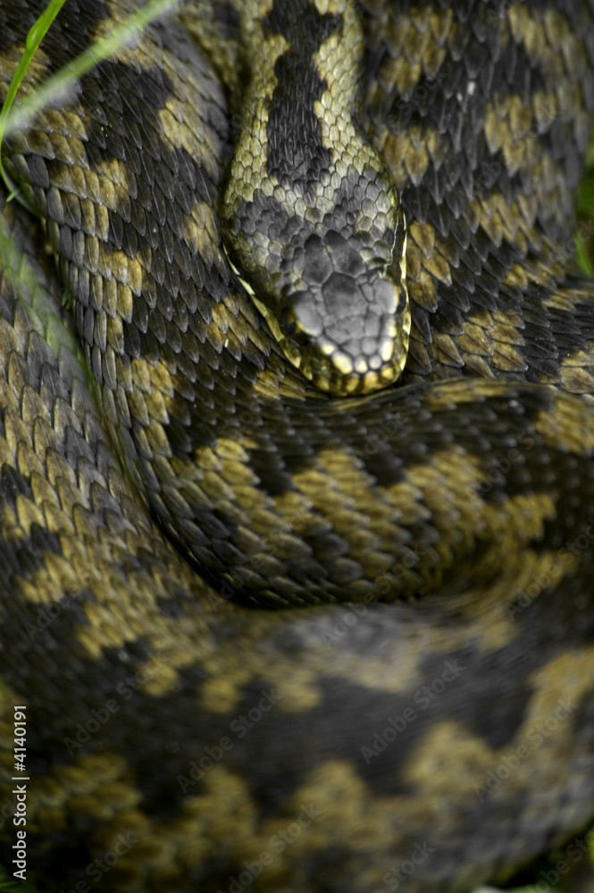 adder adder